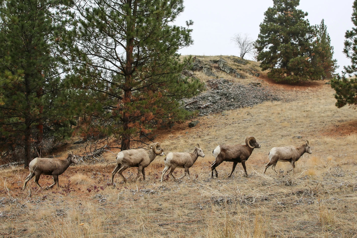 Wild Horse Island Boat Tour.