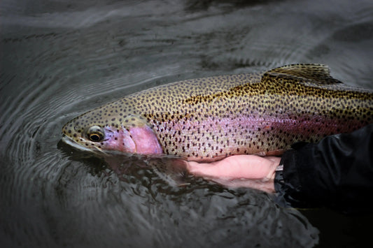 Missouri River Fly Fishing Trip.