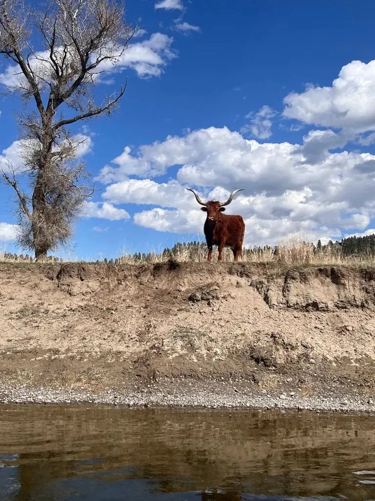 Missouri River Fly Fishing Trip.