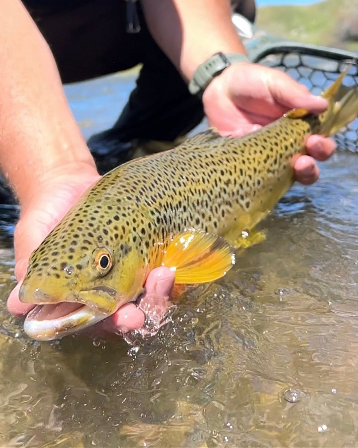 Fall Fly Fishing in Montana: A September and October Guide
