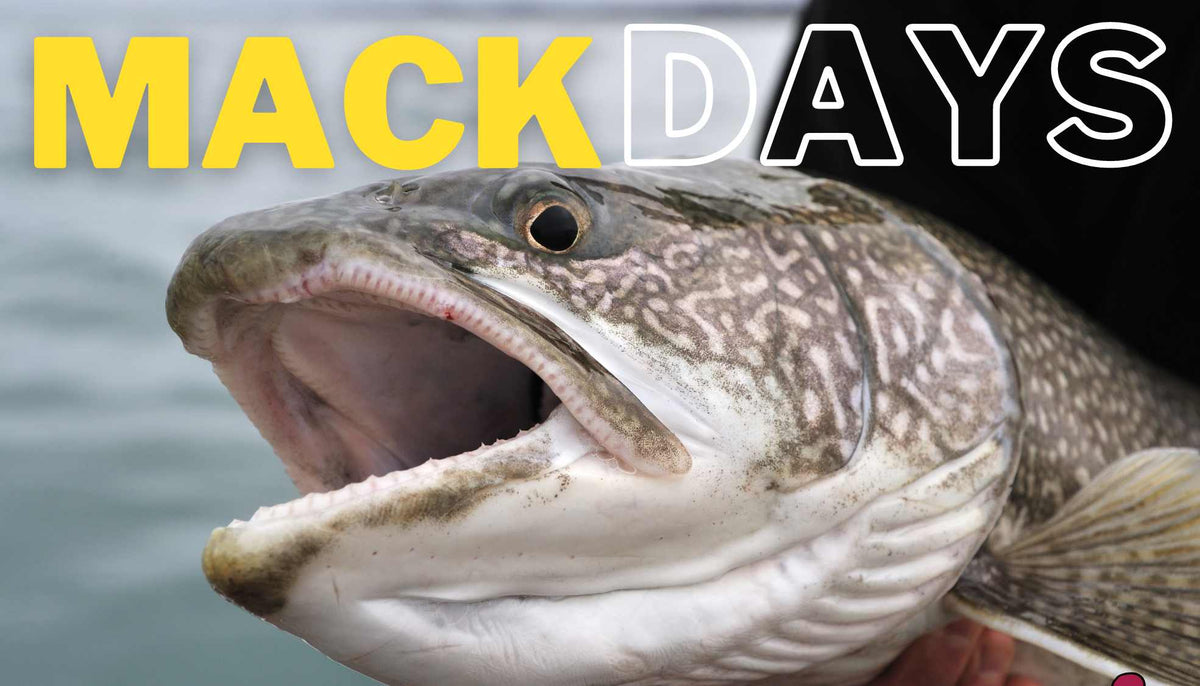 Fall Mack Days 2026 on Flathead Lake: Dates, Prizes & How to Fish It