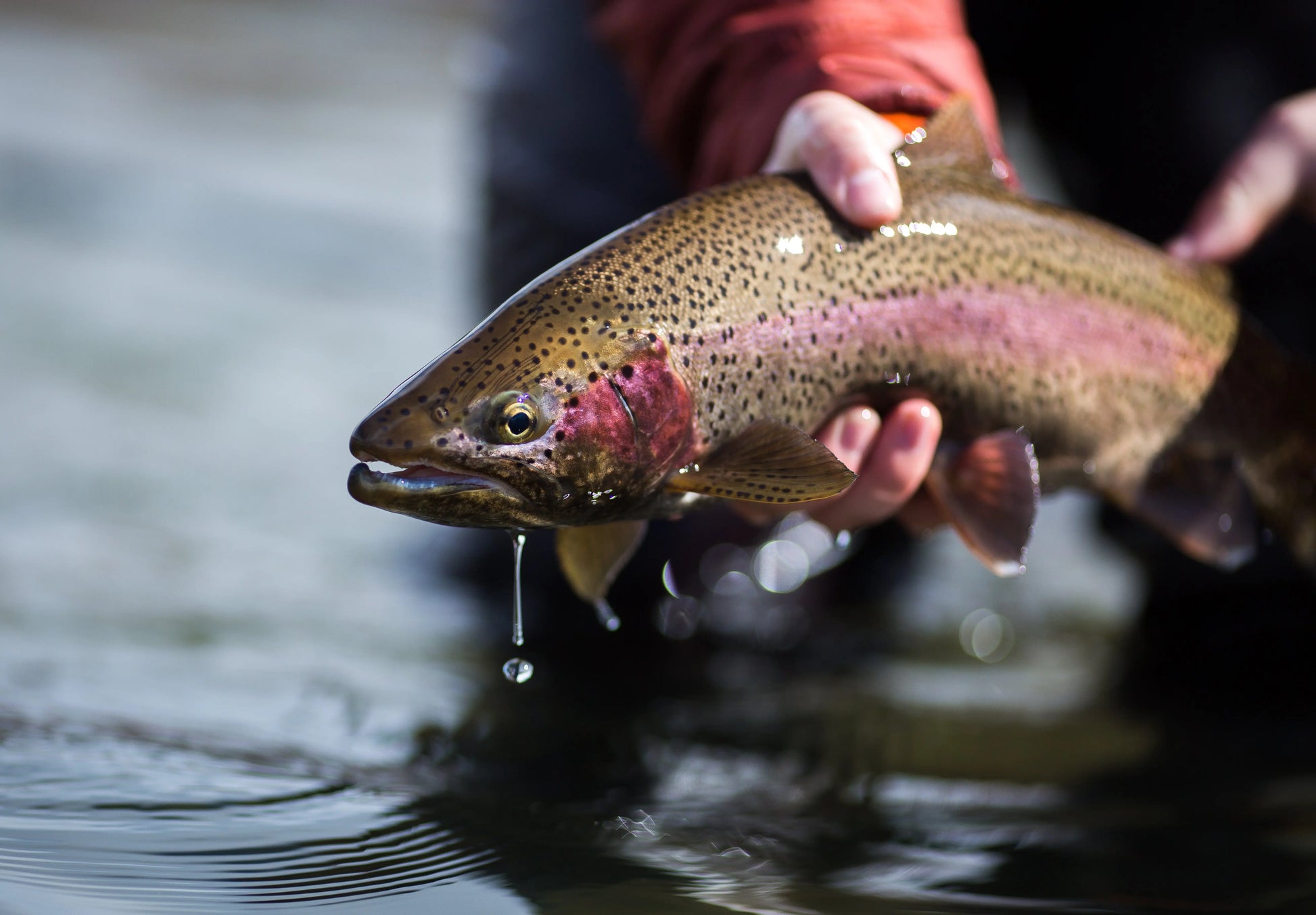 Clark Fork River Fly Fishing Trip.