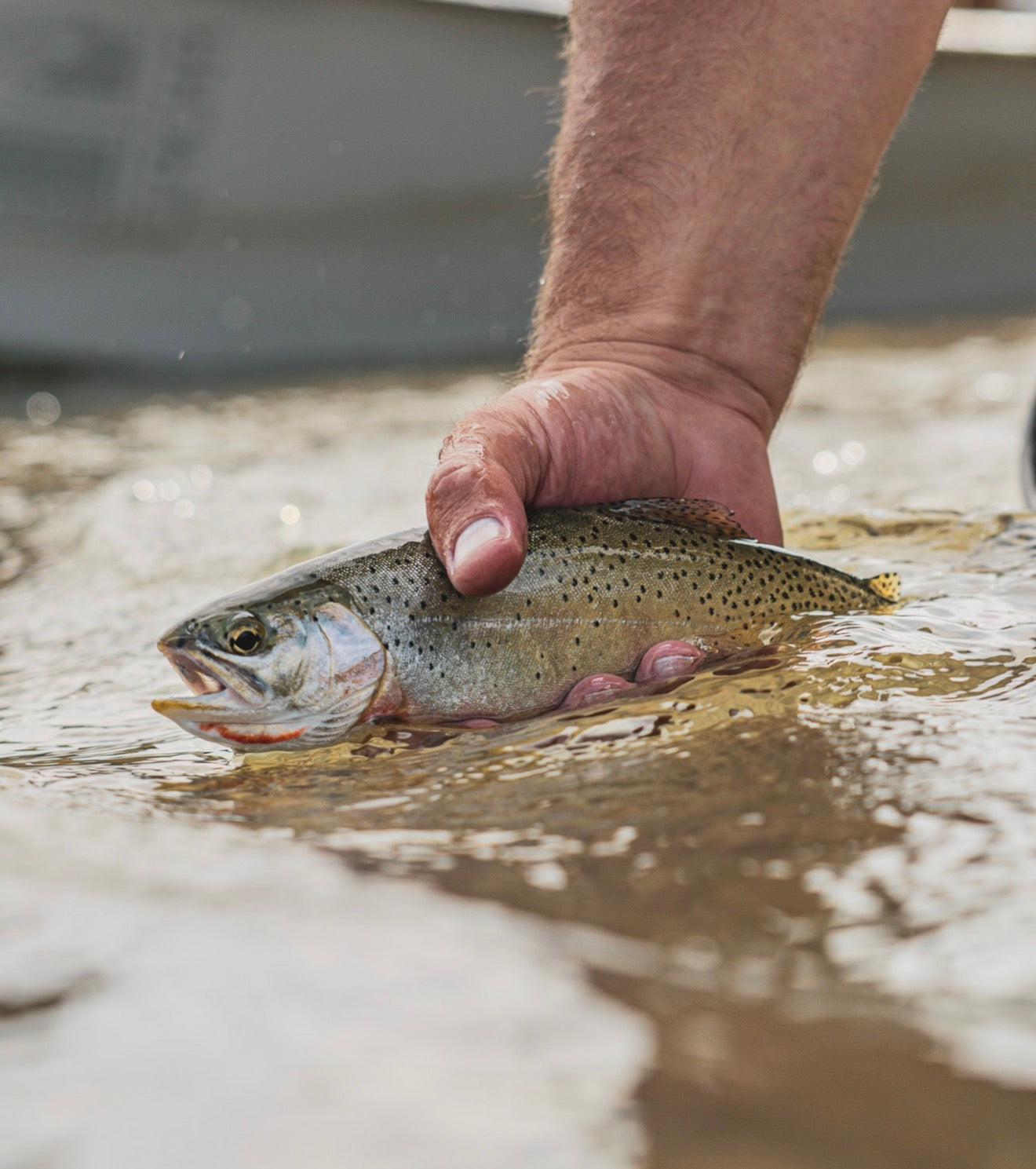 Hand holding a westlope Cutthroat trout above water