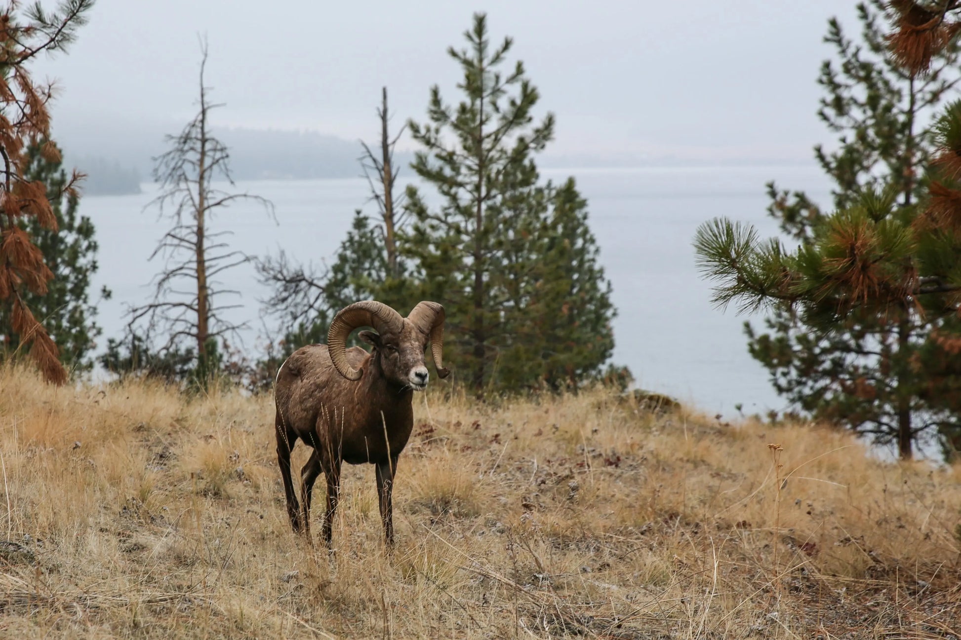 Wild Horse Island Boat Tour.