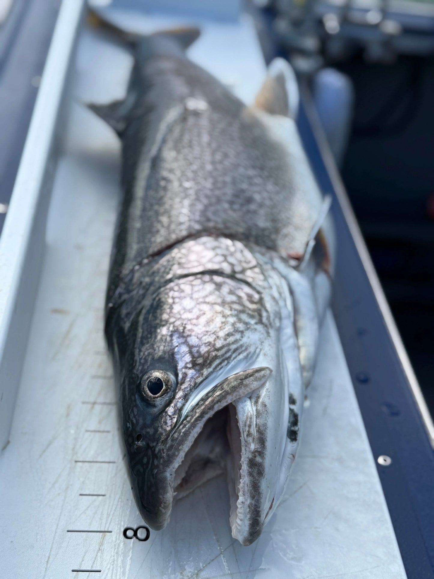 Flathead Lake Fishing Charter Riverstone Outfitters