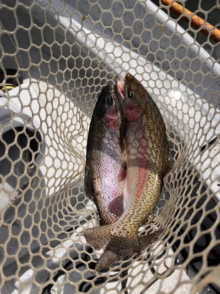 Missouri River Fly Fishing Trip.