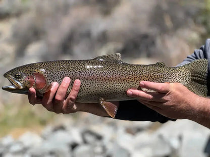 Missouri River Fly Fishing Trip.