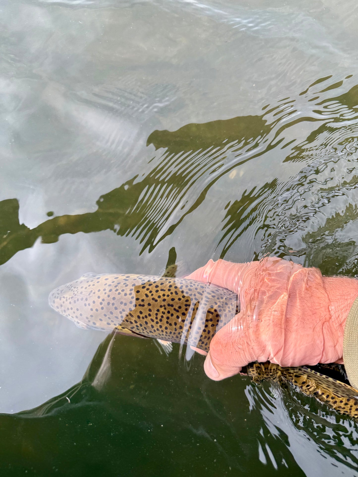 Hand holding a fish above water with a blurred natural background